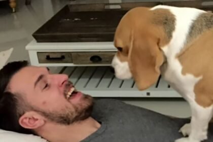 aaron ramsey deja mexico tras un fracaso deportivo y el