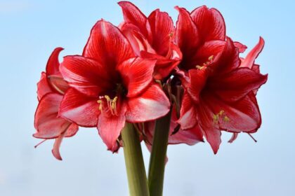 Abono orgánico casero para fomentar la floración de Amarilis en invierno