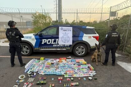 agente canino momo intercepta mas de 700 vapeadores y marihuana