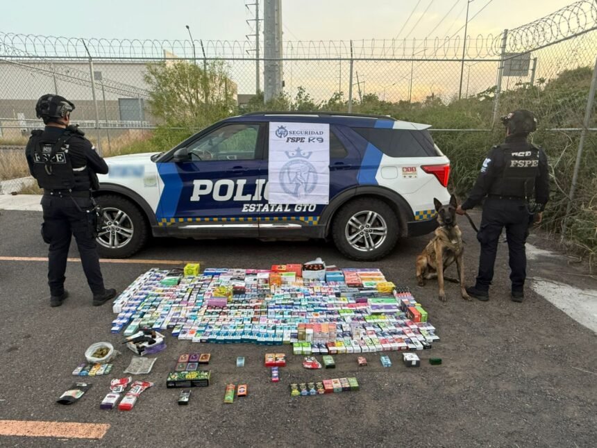 agente canino momo intercepta mas de 700 vapeadores y marihuana