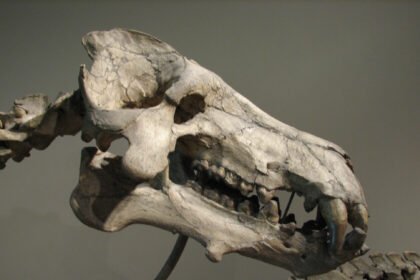 Ciencia confirma que un cerdo prehistórico del tamaño humano trituraba huesos con potencia de león