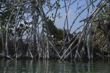 clausuran 31 desarrollos inmobiliarios en 14 estados por afectar el