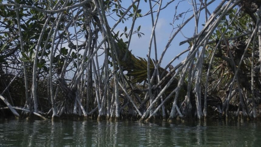 clausuran 31 desarrollos inmobiliarios en 14 estados por afectar el