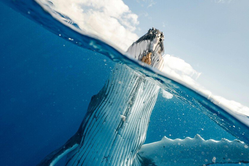 Descubrimiento de Colossus, el animal más pesado de la historia, supera a la ballena azul