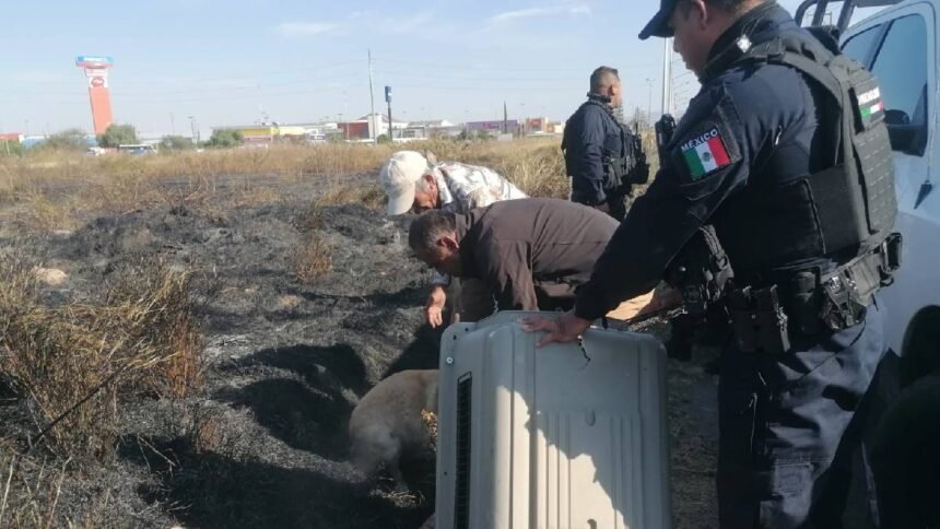 detenidos por arrastrar a un perro con una motocicleta
