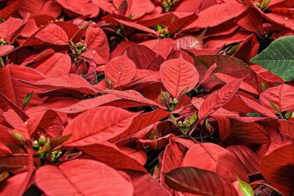 Dos plantas aromáticas recomendadas para embellecer el hogar