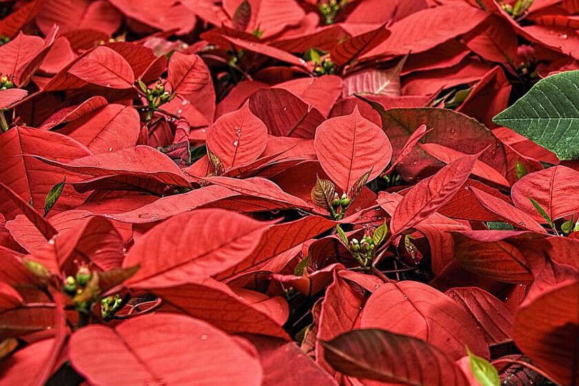 Dos plantas aromáticas recomendadas para embellecer el hogar