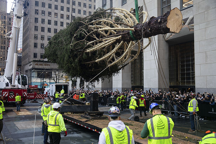 el arbol de navidad llega al rockefeller center con un