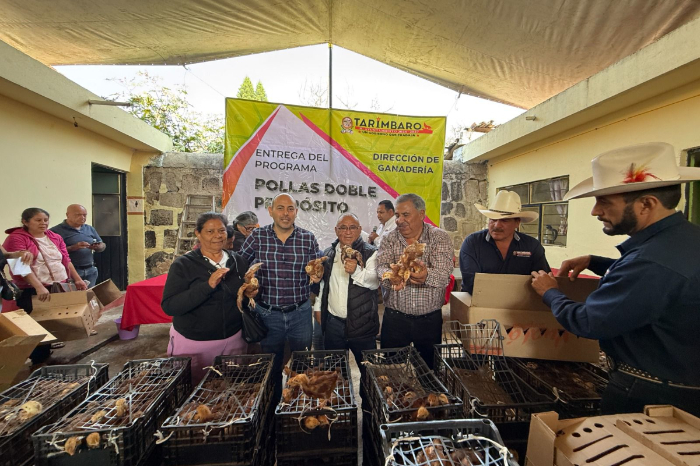 entrega de pollitas doble proposito a familias del municipio