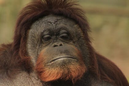 fallece la orangutan katy en el zoologico de leon