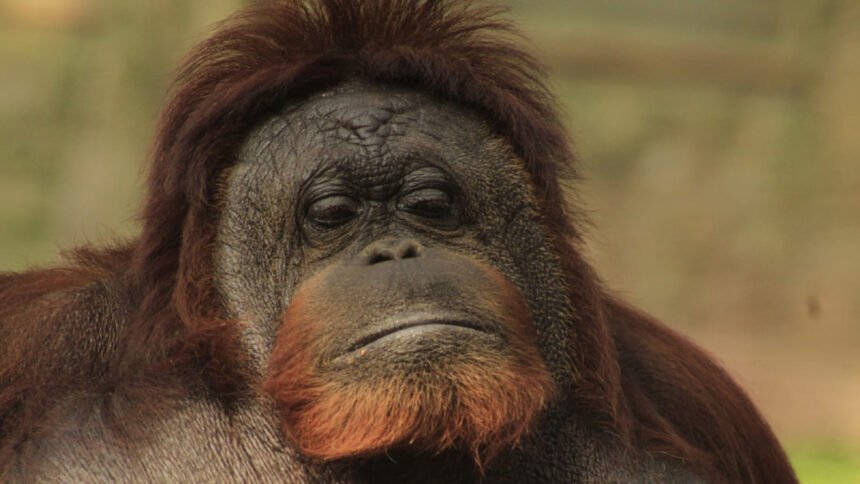 fallece la orangutan katy en el zoologico de leon