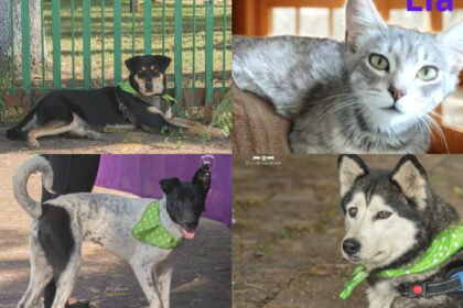 feria de adopcion en morelia michis y lomitos buscan futuros