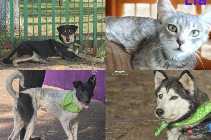 feria de adopcion en morelia michis y lomitos buscan futuros