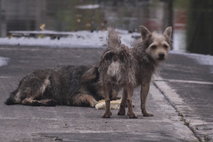 focos rojos en envenenamiento de perros alertan activistas
