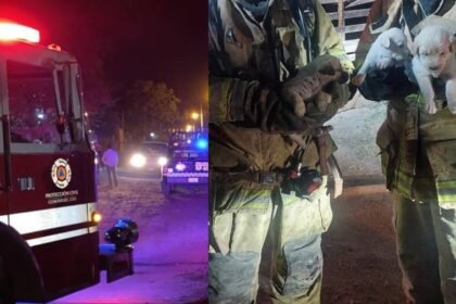 incendio en comonfort resulta en rescate de perros afectados