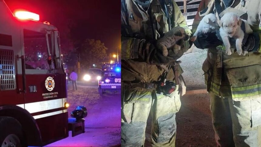 incendio en comonfort resulta en rescate de perros afectados