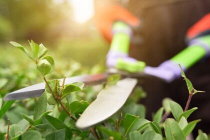 Los tres tipos de poda para favorecer la floración y el rejuvenecimiento de plantas