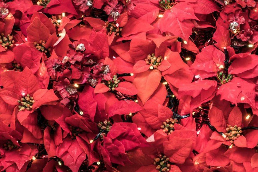 Mercados y viveros ofrecen los precios más competitivos de la temporada