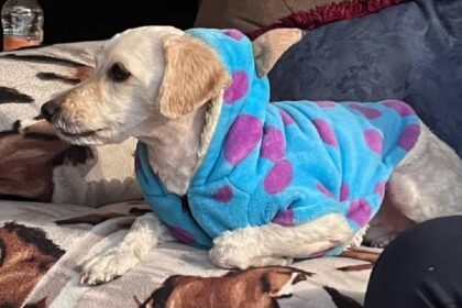 metodos para salvaguardar a mascotas y animales de la calle