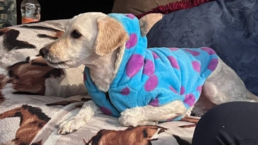 metodos para salvaguardar a mascotas y animales de la calle