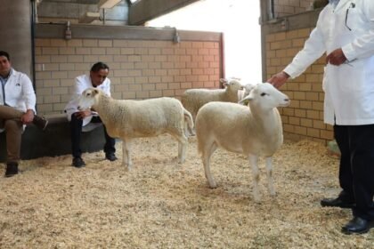 mexico presenta el primer borrego clonado un avance en la