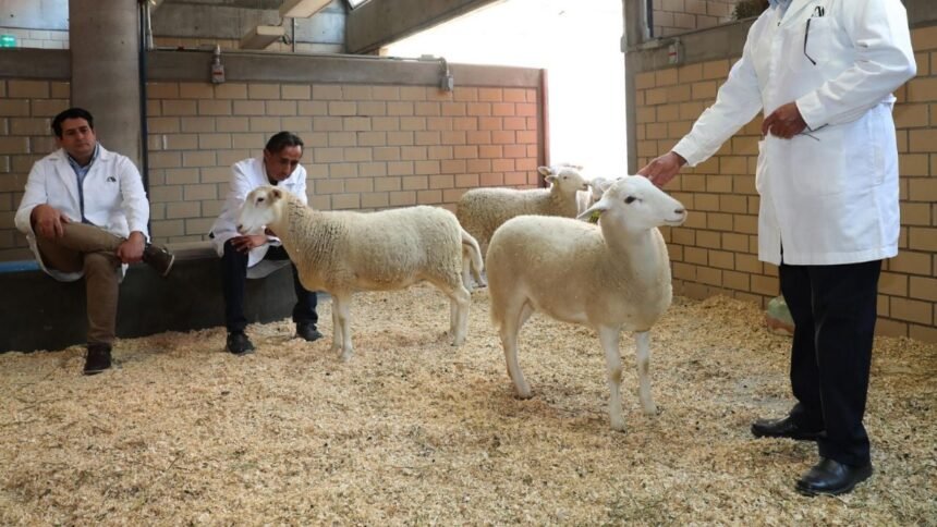 mexico presenta el primer borrego clonado un avance en la