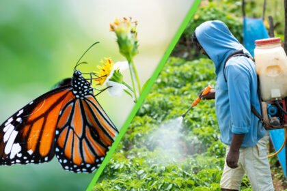 México solicita frenar el envenenamiento en el país