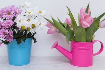 Opciones óptimas para climas fríos y áreas reducidas