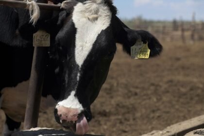 operativo contra el gusano barrenador no impide el cierre de