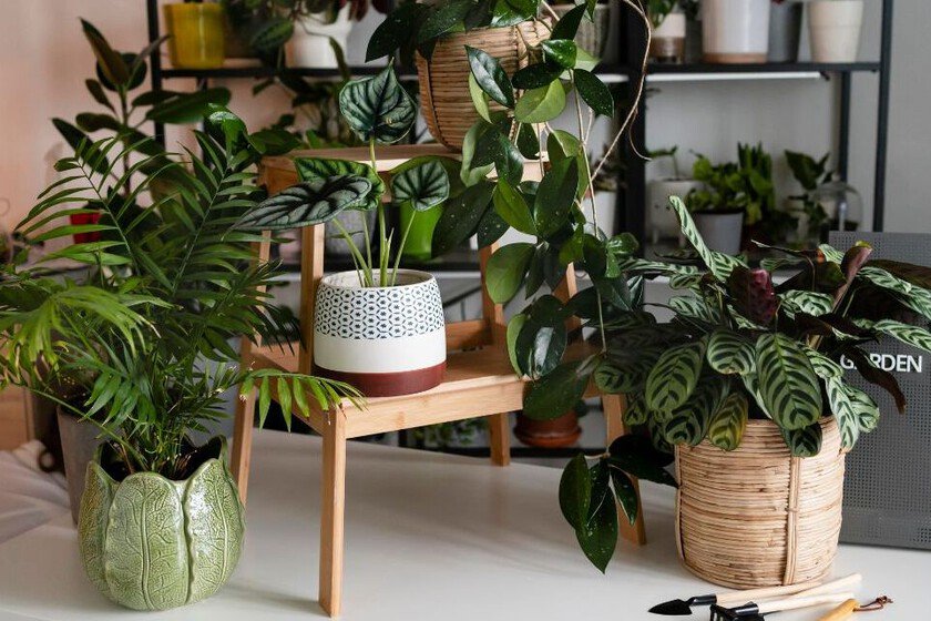 Plantas de interior más populares en 2026: resistencia y facilidad de cuidado