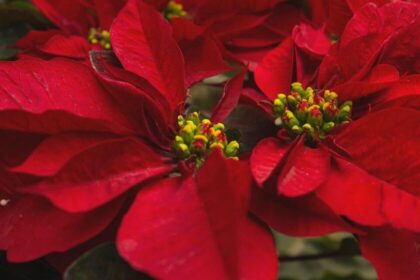 Plantas rojas tan atractivas como las Nochebuenas para decorar en Navidad