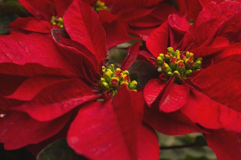 Plantas rojas tan atractivas como las Nochebuenas para decorar en Navidad