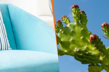 Propuestas sencillas para incorporar Cielito Lindo y Xoconostle en la cocina doméstica