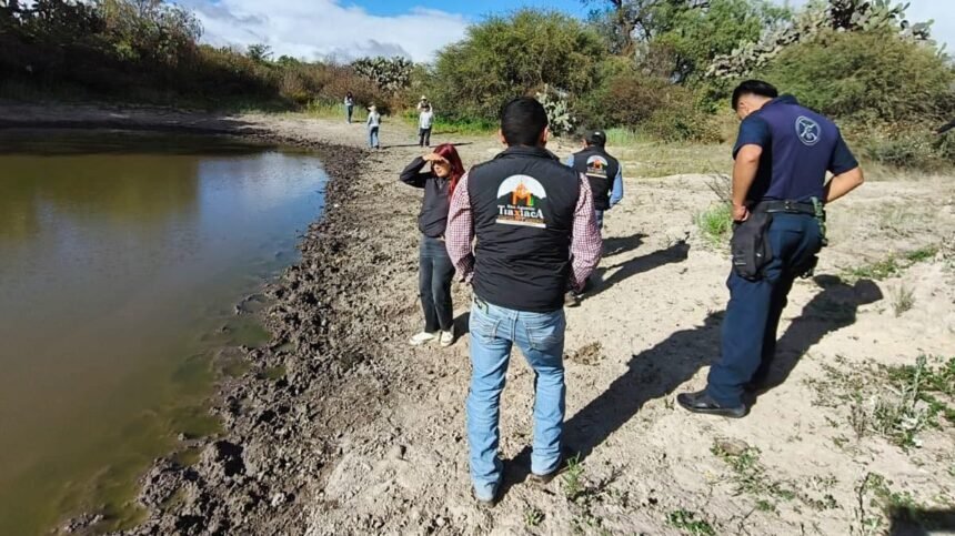 puma suelto cerca de pachuca acciones recomendadas ante encuentros con