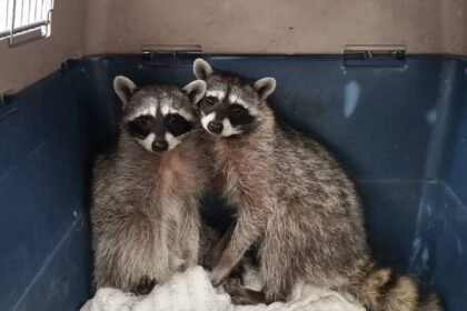 rescate de dos mapaches en vivienda de balcones del campestre