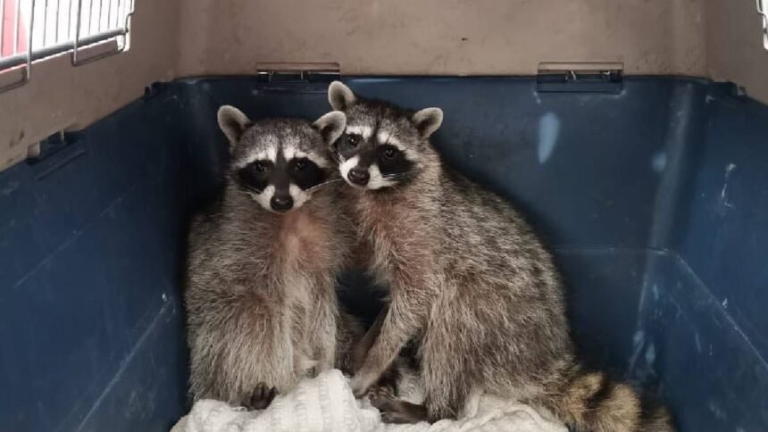 rescate de dos mapaches en vivienda de balcones del campestre