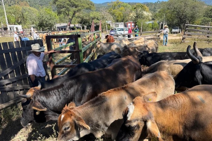 saderm impulsa la vacunacion bovina para apoyar a productores ganaderos