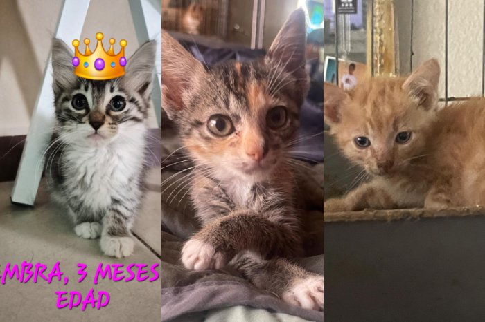 siete anos de la feria de adopcion de la casita