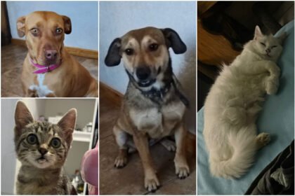 20 perros y gatos en adopcion buscan un hogar para
