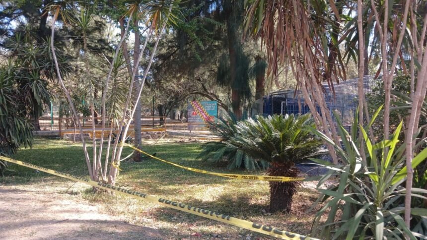 alcaldesa gutierrez analiza posibles irregularidades en la crisis del zoo