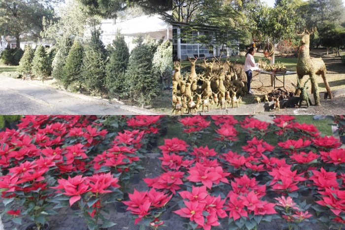 bedolla inaugura la feria del bosque navideno y promueve la