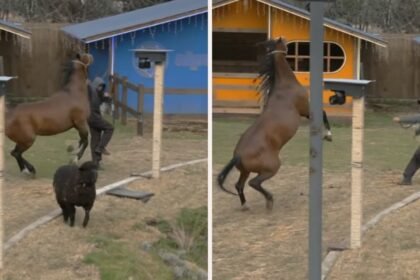 Caballo en La Granja VIP hiere a Sergio Mayer Mori