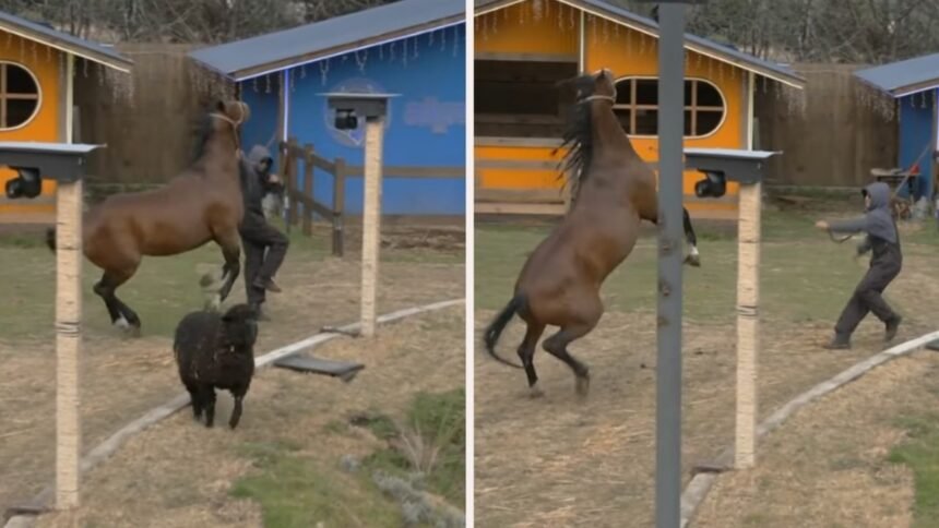 Caballo en La Granja VIP hiere a Sergio Mayer Mori