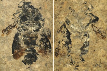 cientificos identifican 70 nuevas especies destacando hallazgos en latinoamerica