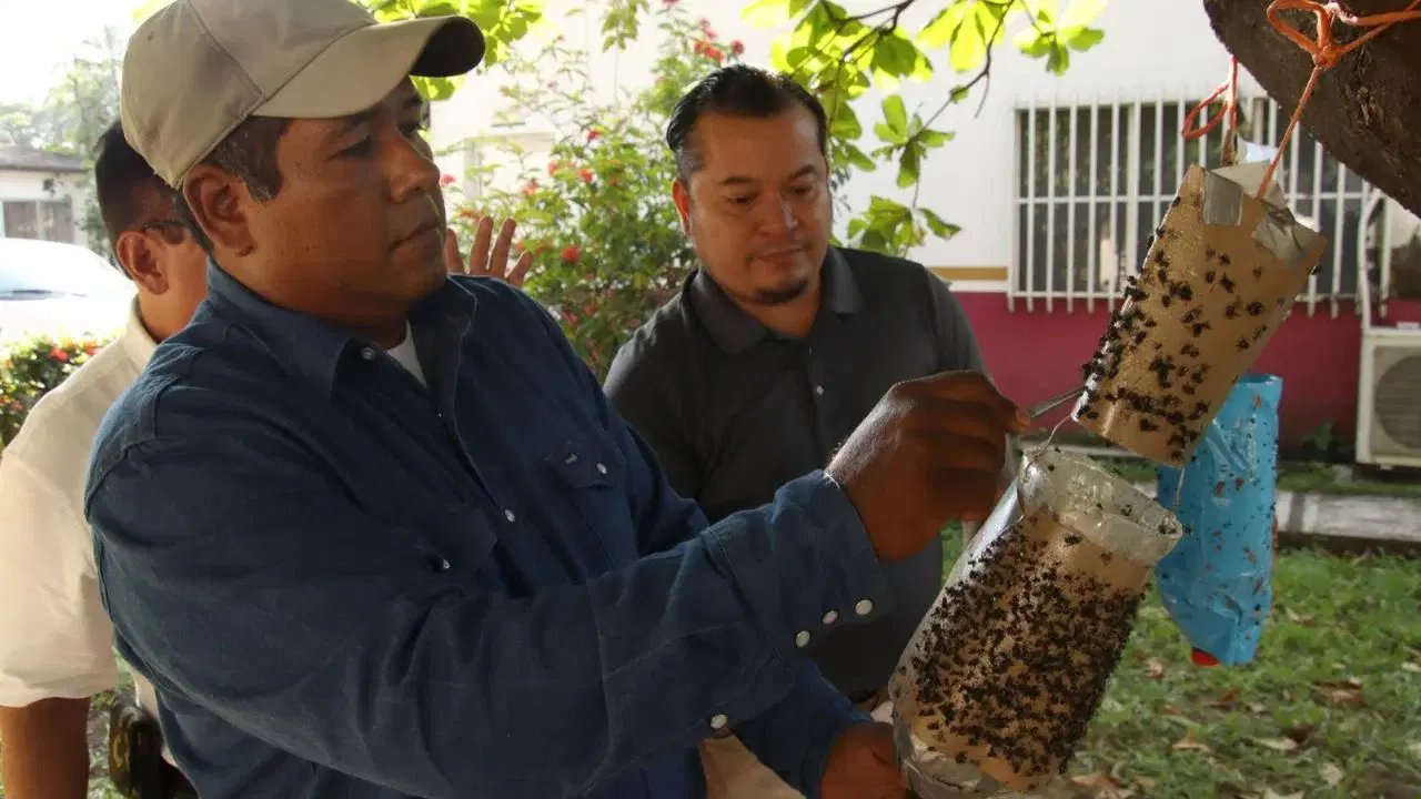 En Chiapas, productores implementan trampa artesanal para frenar gusano barrenador