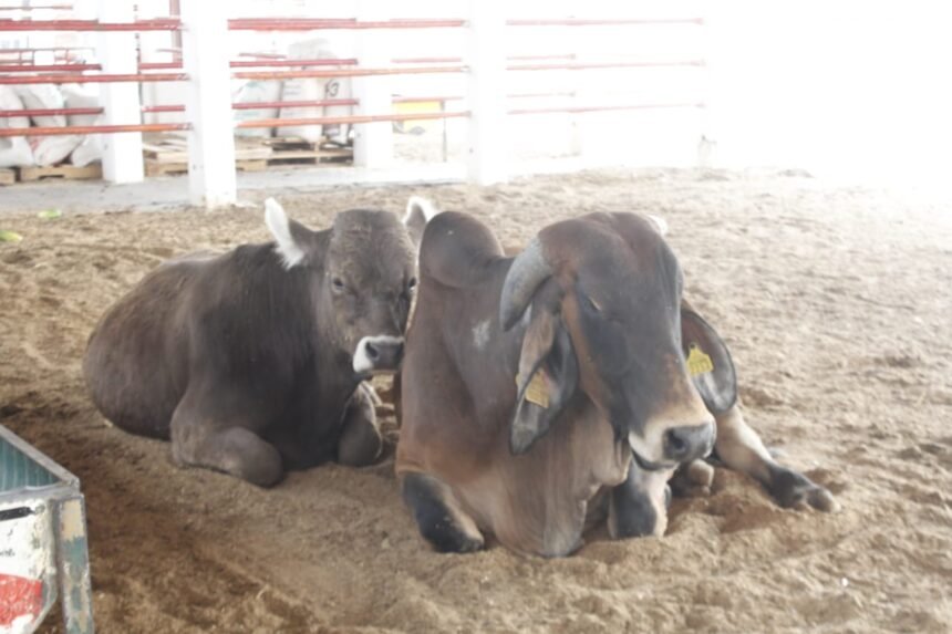gobierno colabora con ganaderos para fortalecer la lucha contra el