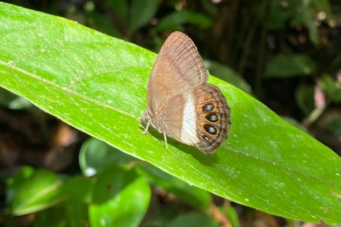 Hallan nueva mariposa en Amazonía ecuatoriana; relevancia para Michoacán y Guanajuato