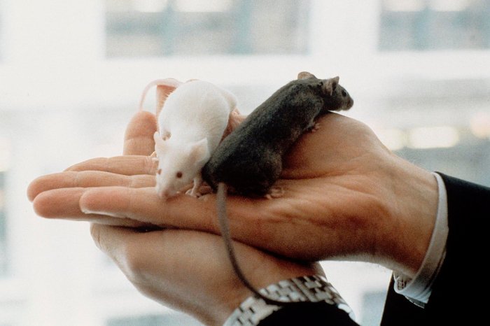 innovador enfoque rejuvenece el sistema inmunitario en ratones