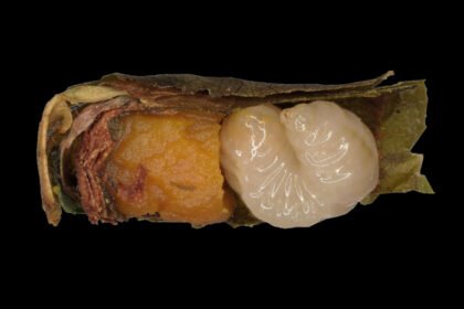 Investigación: la escasez de alimento acelera metamorfosis en abejas
