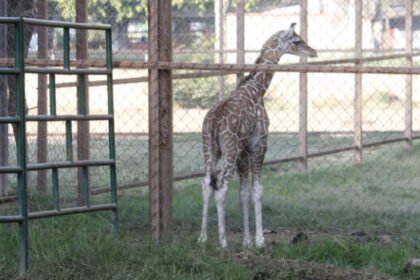 Jirafita macho, primo de Kawi, nace este año